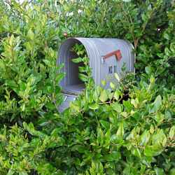 mailbox-in-the-laurel-1
