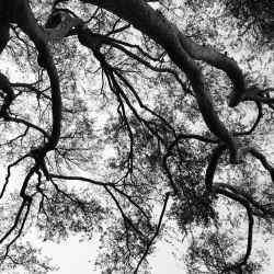 tree-branches