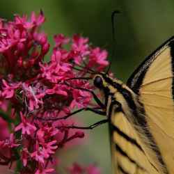 swallowtail-butterfly