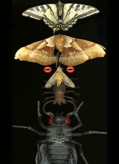 butterfly-insect-totem