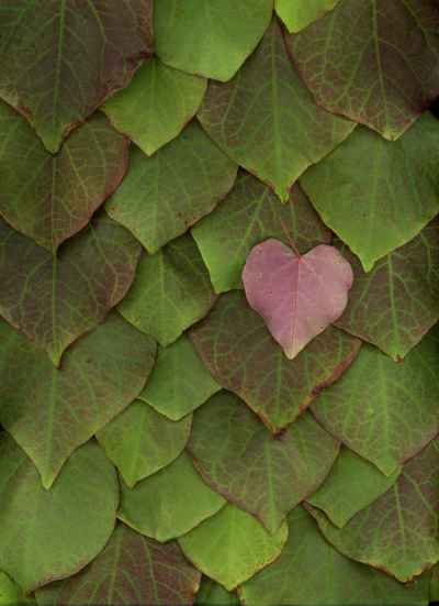 redbud-leaf-wall