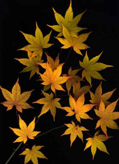 yellow-maple-leaves