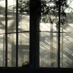 conservatory-shadows