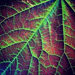 leaf-veins