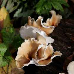 mystery-mushroom