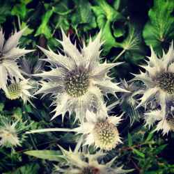 sea-holly-blooms