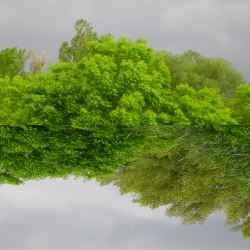 mirror-trees